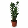 Zamioculcas - Gröna Växten i Kruka Ø14 cm, Höjd ca 55 cm