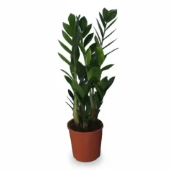 Zamioculcas - Gröna Växten i Kruka Ø14 cm, Höjd ca 55 cm