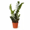 Zamioculcas Zamiifolia Krukväxt Ø14 cm, Höjd ca 45 cm