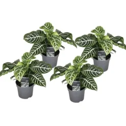 Zebraväxt - Set om 4 - Aphelandra squarrosa 'Botanica' - Höjd 25-45cm - ⌀13cm