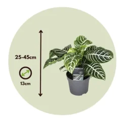 Zebraväxt - Set om 4 - Aphelandra squarrosa 'Botanica' - Höjd 25-45cm - ⌀13cm