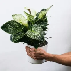 Zebraväxt - Set om 4 - Aphelandra squarrosa 'Botanica' - Höjd 25-45cm - ⌀13cm